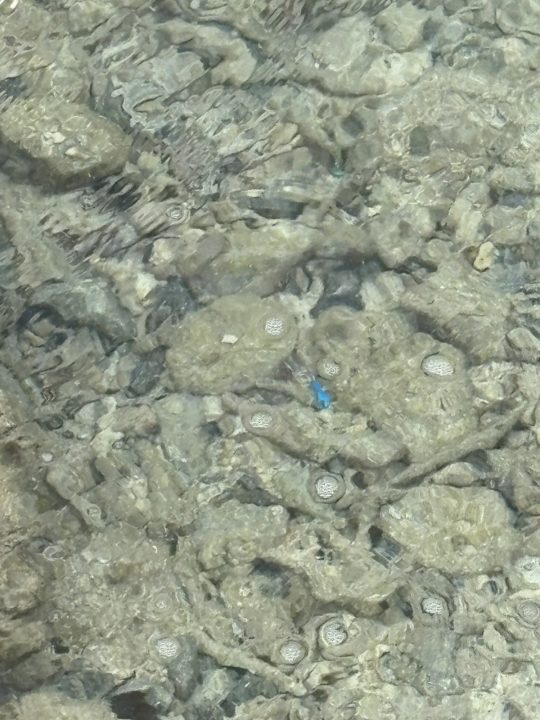 ★奄美大島旅行記 1日目 「大浜海浜公園」でシュノーケリング 夕陽がきれいで有名な場所 運がいいとウミガメに出会えることも!ビーチ 海岸