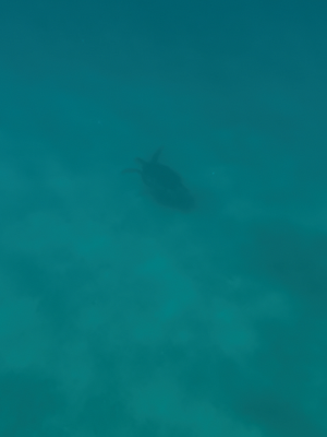 ★一生のうちでもう一度行くならココ！西阿室海岸 奄美大島 加計呂麻島でウミガメを見た美しすぎるスポット！シャワー、トイレ、駐車場情報も！ 旅行 海水浴 シュノーケリング