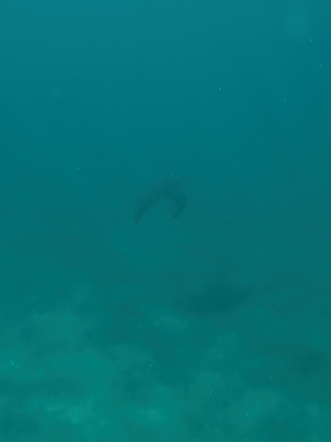 ★一生のうちでもう一度行くならココ！西阿室海岸 奄美大島 加計呂麻島でウミガメを見た美しすぎるスポット！シャワー、トイレ、駐車場情報も！ 旅行 海水浴 シュノーケリング