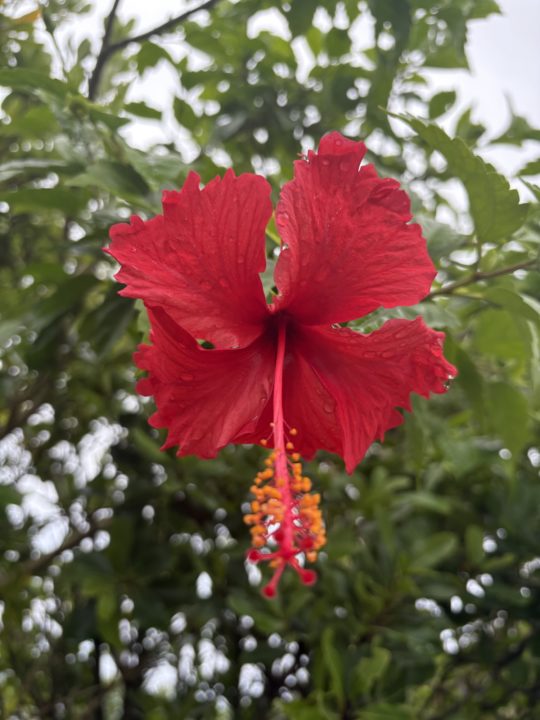 ★奄美大島旅行記 １日目 穴場の海岸！崎原ビーチでシュノーケリング 心配なシャワー・トイレ・無料駐車場情報も！