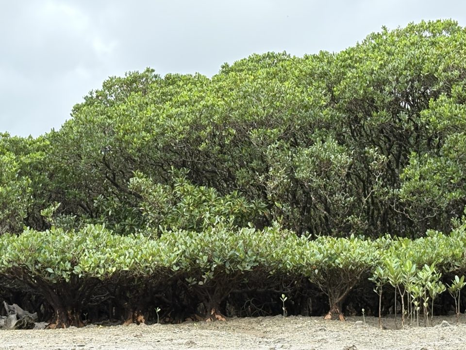 ★黒潮の森 マングローブパークで人生初カヌー体験！自然を感じる幸せな時間 口コミ 服装 レストラン 駐車場 トイレ 生き物 写真 奄美大島旅行 鹿児島旅行 鹿児島県