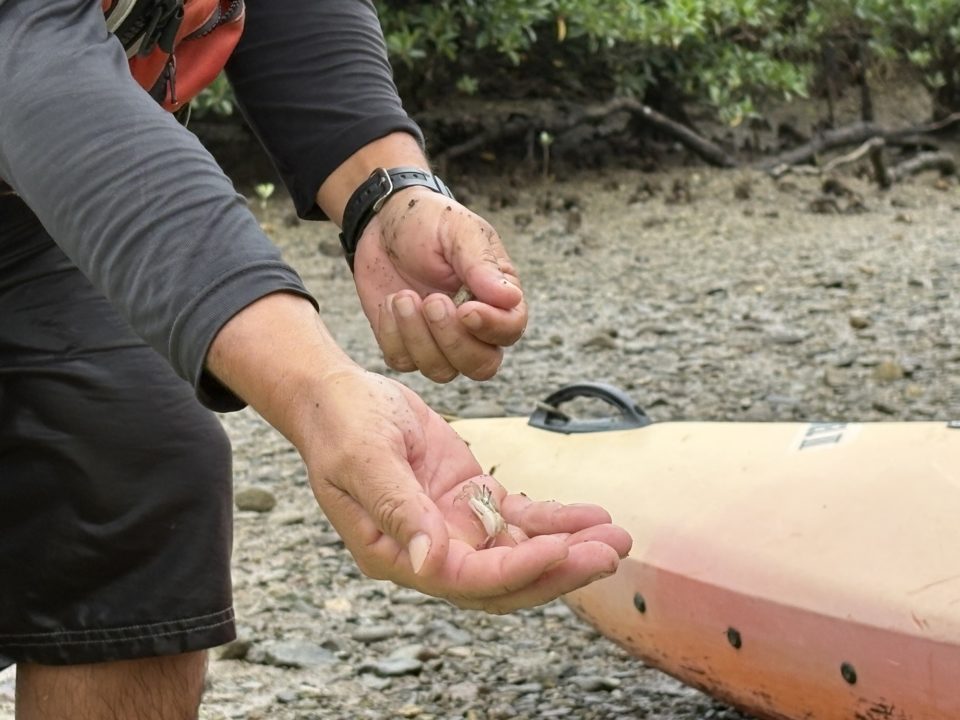 ★黒潮の森 マングローブパークで人生初カヌー体験！自然を感じる幸せな時間 口コミ 服装 レストラン 駐車場 トイレ 生き物 写真 奄美大島旅行 鹿児島旅行 鹿児島県