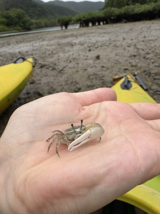 ★黒潮の森 マングローブパークで人生初カヌー体験！自然を感じる幸せな時間 口コミ 服装 レストラン 駐車場 トイレ 生き物 写真 奄美大島旅行 鹿児島旅行 鹿児島県