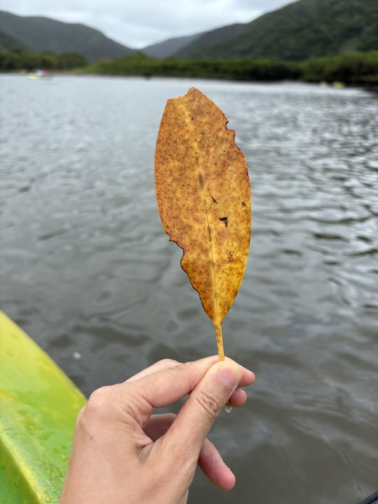 ★黒潮の森 マングローブパークで人生初カヌー体験！自然を感じる幸せな時間 口コミ 服装 レストラン 駐車場 トイレ 生き物 写真 奄美大島旅行 鹿児島旅行 鹿児島県