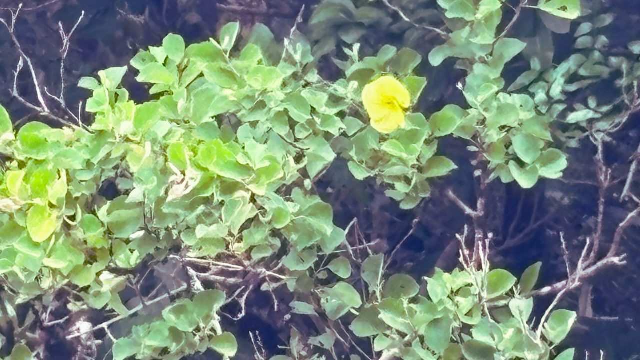 ★奄美大島旅行記 １日目 プラン 2025年7月26日 観光名所 ビーチ 海岸 食事 焼鳥 ホテル 鶏飯 ハートロック ラフォンテ ジェラート 鹿児島旅行 鹿児島県