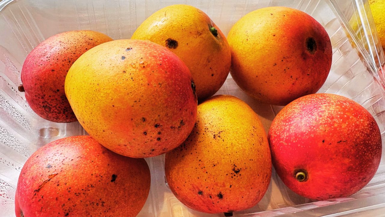 ★奄美大島旅行記 3日目 カフェ巡りプラン たっちゃんのジェラート、オリバーズカフェ、サンドイッチカフェ奄美、奥商店 お土産 観光名所 食事 スイーツ ホテル 鹿児島旅行 鹿児島県 2025年7月28日