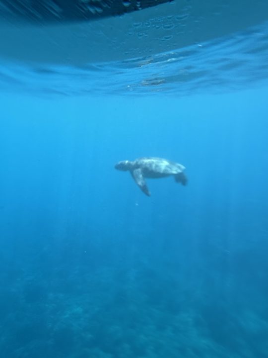 ★ヤドリ浜 奄美大島でウミガメを見たいならココ!トイレ、シャワー、駐車場、更衣室情報も!遠浅で初心者向けの透明度の高いキレイなビーチ 海水浴 シュノーケリング 旅行