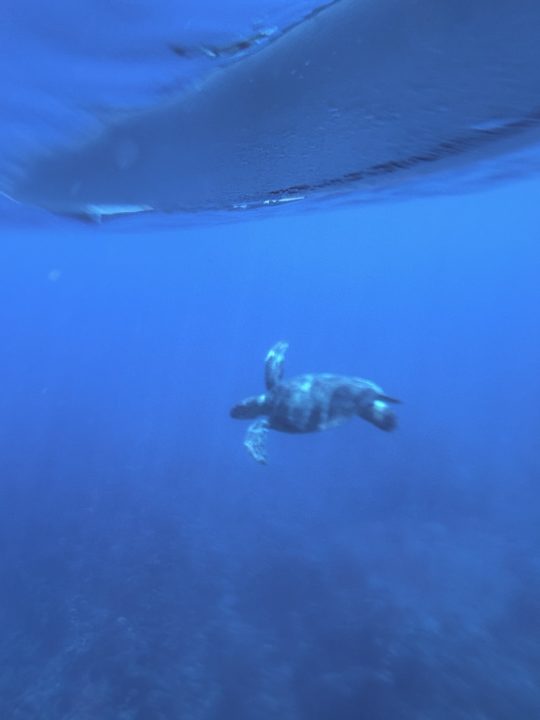 ★ヤドリ浜 奄美大島でウミガメを見たいならココ!トイレ、シャワー、駐車場、更衣室情報も!遠浅で初心者向けの透明度の高いキレイなビーチ 海水浴 シュノーケリング 旅行