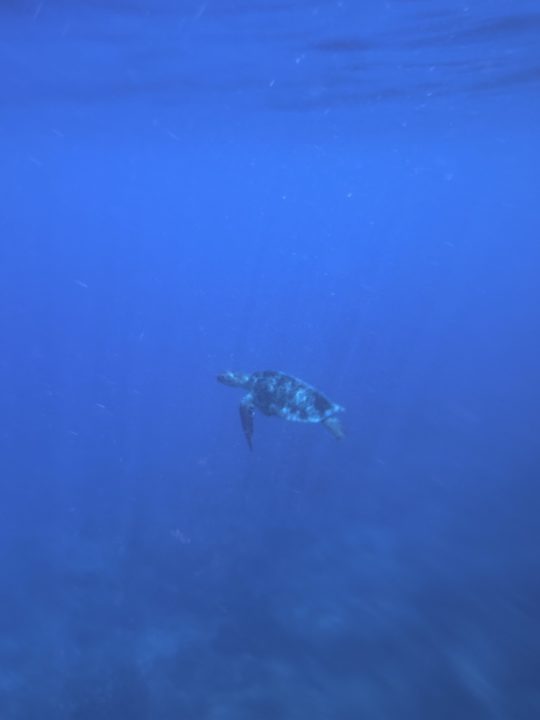 ★ヤドリ浜 奄美大島でウミガメを見たいならココ!トイレ、シャワー、駐車場、更衣室情報も!遠浅で初心者向けの透明度の高いキレイなビーチ 海水浴 シュノーケリング 旅行