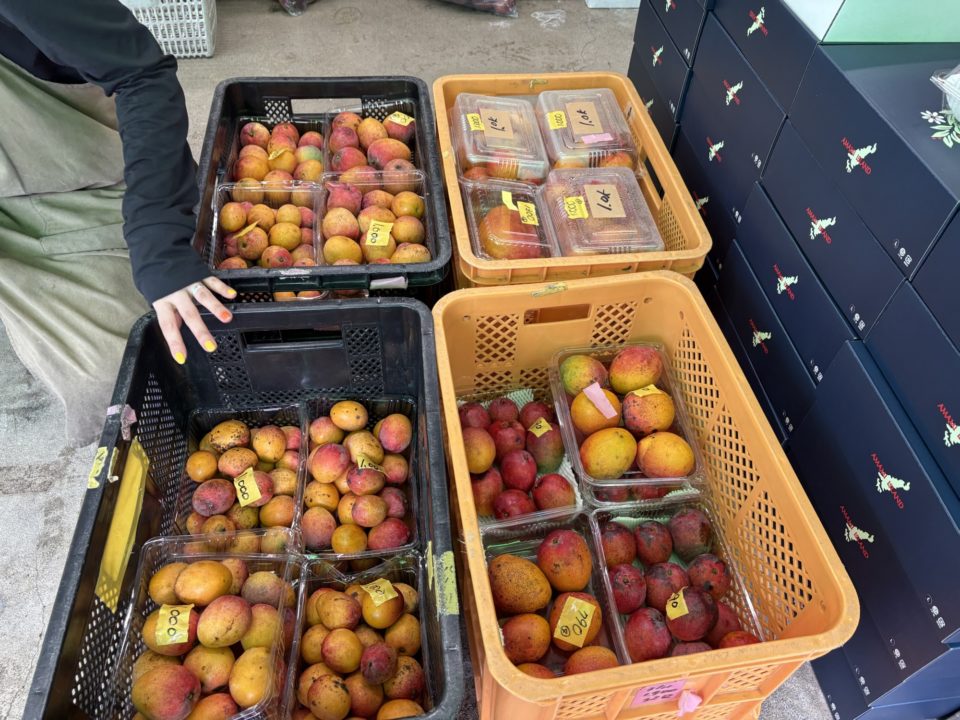 ★本当は教えたくない、お土産オススメ店「奥商店」レビュー 奄美市 写真 マンゴー パッションフルーツ オススメ時間帯 奄美大島旅行 観光名所 鹿児島旅行 鹿児島県 