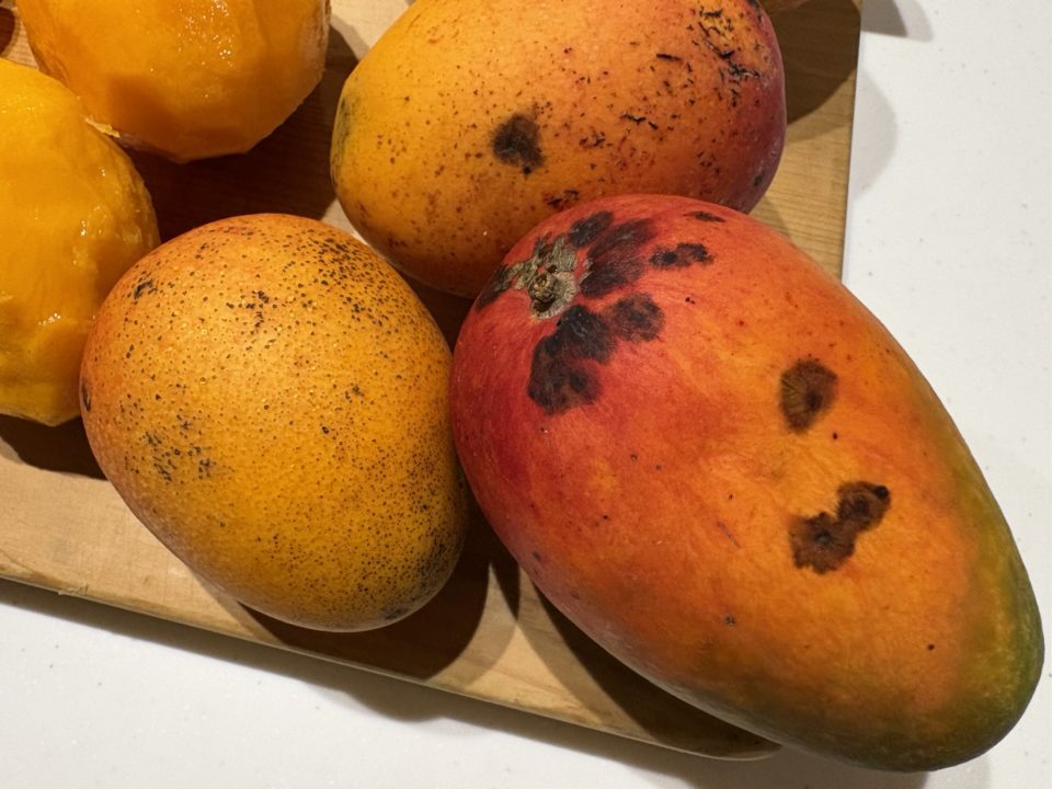 ★「マンゴージェラート」の作り方 レシピ マンゴーの切り方 食べごろ 旬 食べた感想