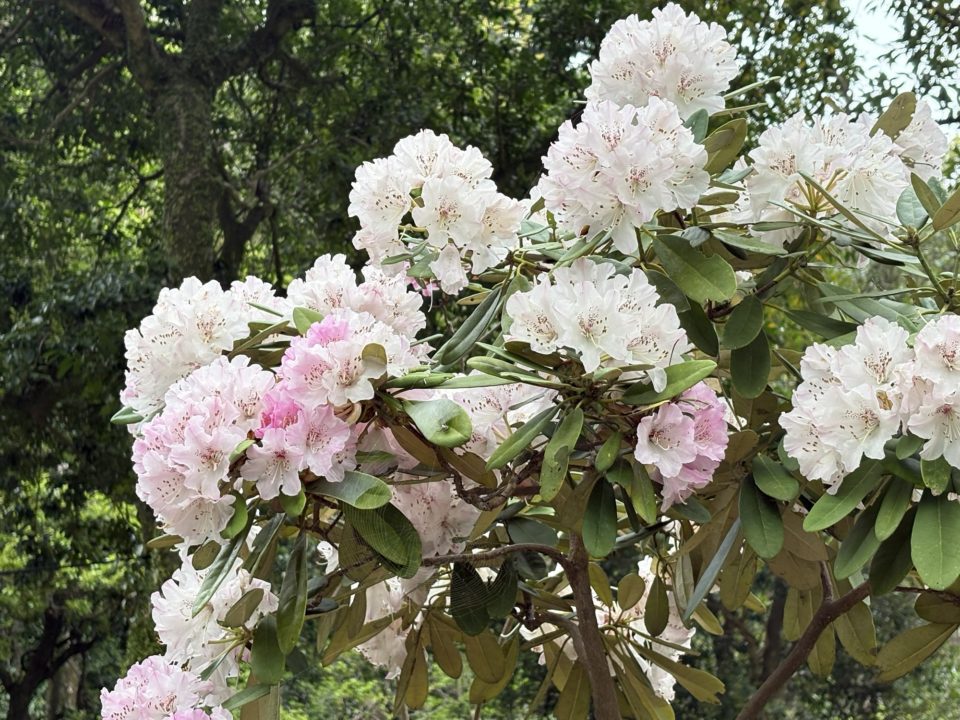 ★「名勝 仙厳園」千尋巌（せんじんがん）、ネコ好きにオススメ！猫神社 写真付きレビュー＠鹿児島旅行