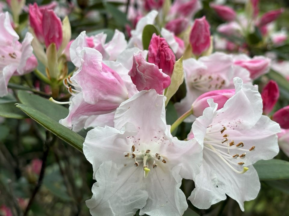 ★「名勝 仙厳園」千尋巌（せんじんがん）、ネコ好きにオススメ！猫神社 写真付きレビュー＠鹿児島旅行
