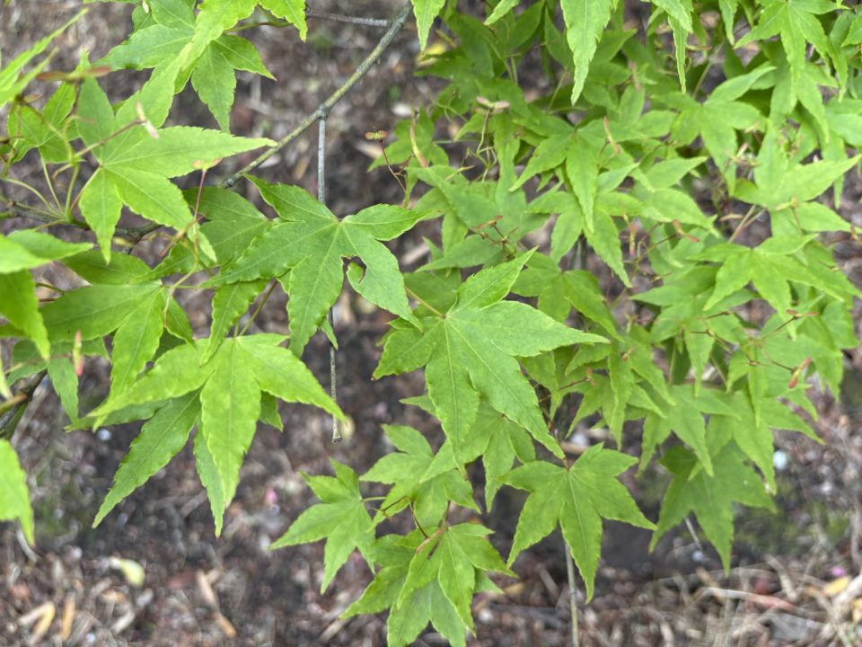★「名勝 仙厳園」千尋巌（せんじんがん）、ネコ好きにオススメ！猫神社 写真付きレビュー＠鹿児島旅行