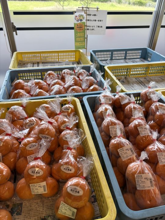 ★「道の駅 桜島 火の島めぐみ館」桜島港フェリーターミナルから歩いていける観光地 鹿児島 写真付きレビュー