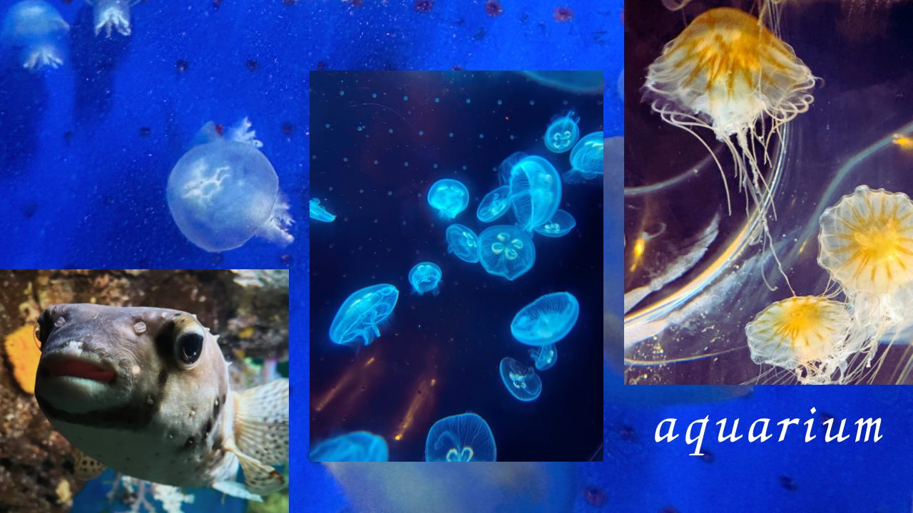 ★いおワールドかごしま水族館 写真付きレビュー ジンベエザメに美しい魚やくらげも素敵！キレイがたくさん！鹿児島旅行でぜひ！