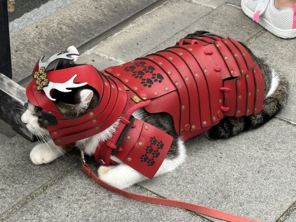★熊本城内初潜入!想像以上にいろいろ見る所があり、景色も最高!楽しめました!