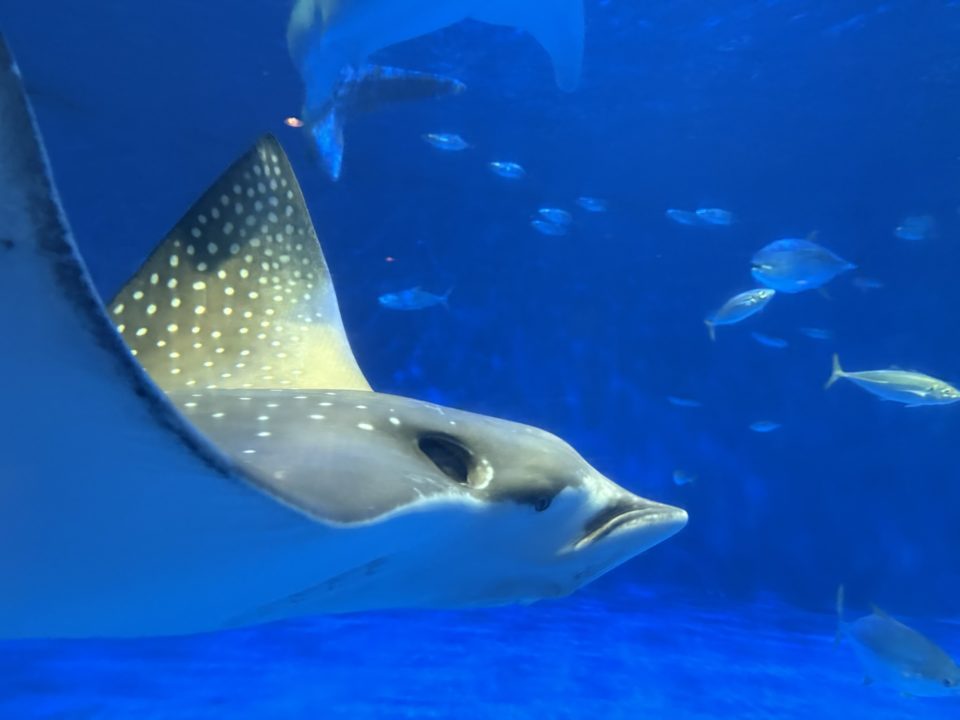 ★いおワールドかごしま水族館 写真付きレビュー ジンベエザメに美しい魚やくらげも素敵！キレイがたくさん！鹿児島旅行でぜひ！