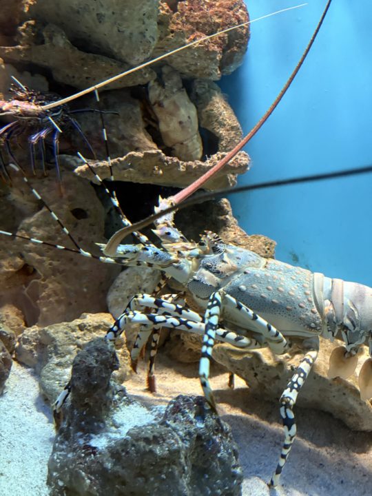 ★いおワールドかごしま水族館 写真付きレビュー ジンベエザメに美しい魚やくらげも素敵！キレイがたくさん！鹿児島旅行でぜひ！