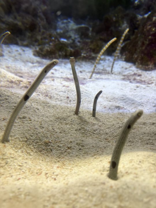 ★いおワールドかごしま水族館 写真付きレビュー ジンベエザメに美しい魚やくらげも素敵！キレイがたくさん！鹿児島旅行でぜひ！