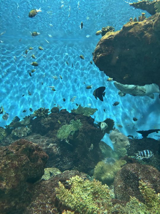★いおワールドかごしま水族館 写真付きレビュー ジンベエザメに美しい魚やくらげも素敵！キレイがたくさん！鹿児島旅行でぜひ！