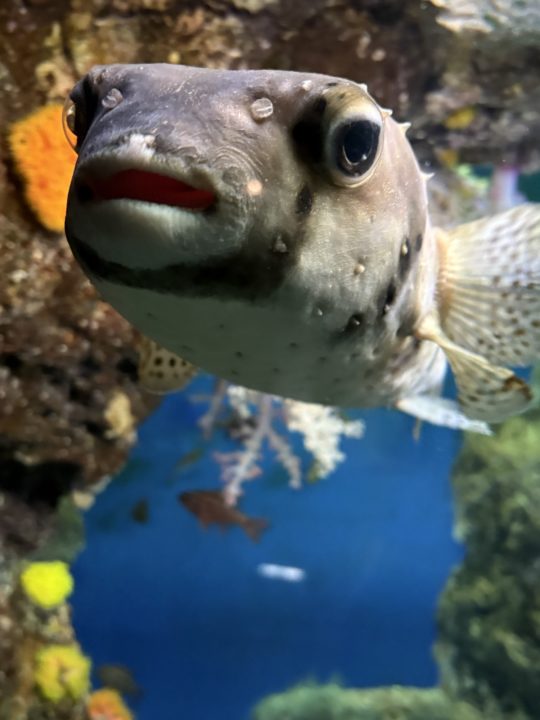 ★いおワールドかごしま水族館 写真付きレビュー ジンベエザメに美しい魚やくらげも素敵！キレイがたくさん！鹿児島旅行でぜひ！