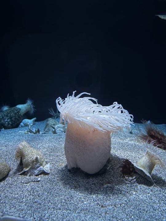 ★いおワールドかごしま水族館 写真付きレビュー ジンベエザメに美しい魚やくらげも素敵！キレイがたくさん！鹿児島旅行でぜひ！