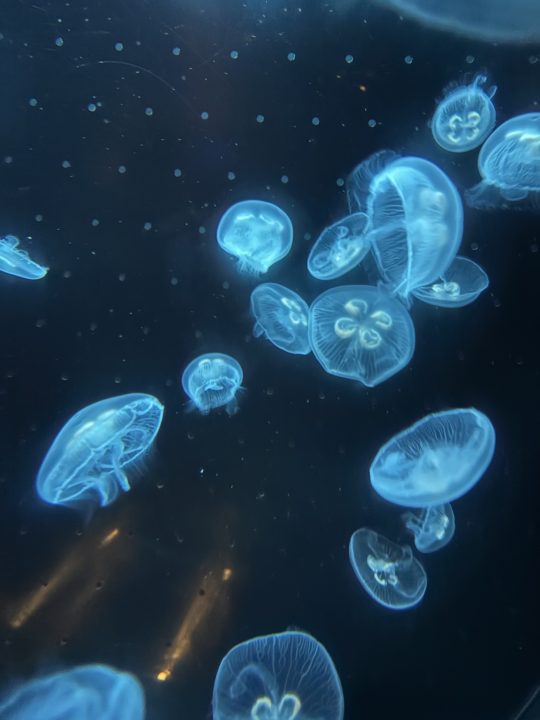 ★いおワールドかごしま水族館 写真付きレビュー ジンベエザメに美しい魚やくらげも素敵！キレイがたくさん！鹿児島旅行でぜひ！