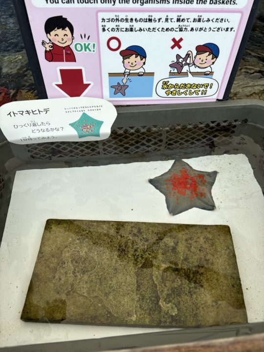 ★いおワールドかごしま水族館 写真付きレビュー ジンベエザメに美しい魚やくらげも素敵！キレイがたくさん！鹿児島旅行でぜひ！