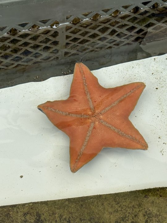 ★いおワールドかごしま水族館 写真付きレビュー ジンベエザメに美しい魚やくらげも素敵！キレイがたくさん！鹿児島旅行でぜひ！