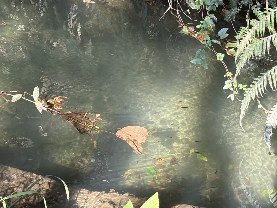 ★関之尾滝 日本の滝百選に納得!昼は水しぶき、夜は夜景がすごい! スノーピーク都城からも歩いて行けます!@宮崎県都城市