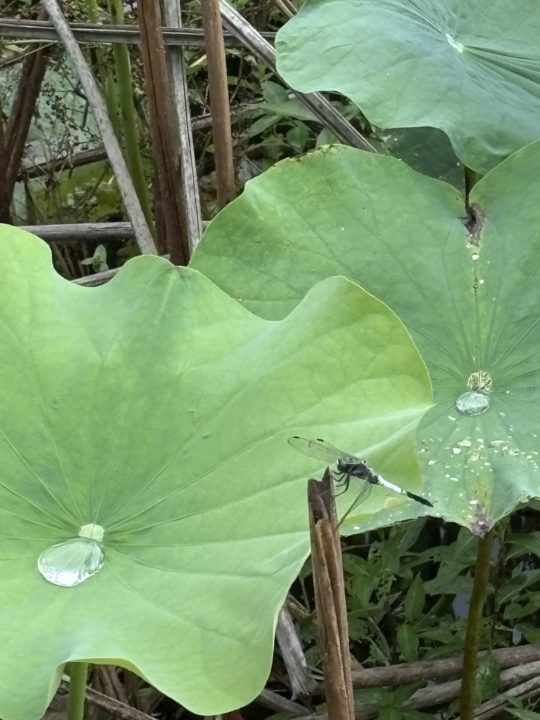 鹿児島（鶴丸）城跡 堀のハスの群生 西南戦争弾跡 イルミネーション おすすめ夜景 鹿児島城跡 鶴丸城跡