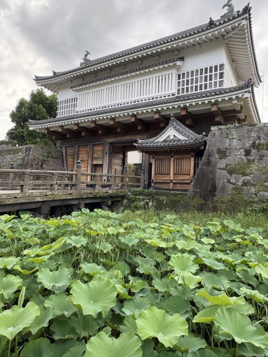 鹿児島（鶴丸）城跡 堀のハスの群生 西南戦争弾跡 イルミネーション おすすめ夜景 鹿児島城跡 鶴丸城跡