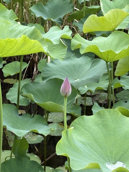 鹿児島（鶴丸）城跡 堀のハスの群生 西南戦争弾跡 イルミネーション おすすめ夜景 鹿児島城跡 鶴丸城跡