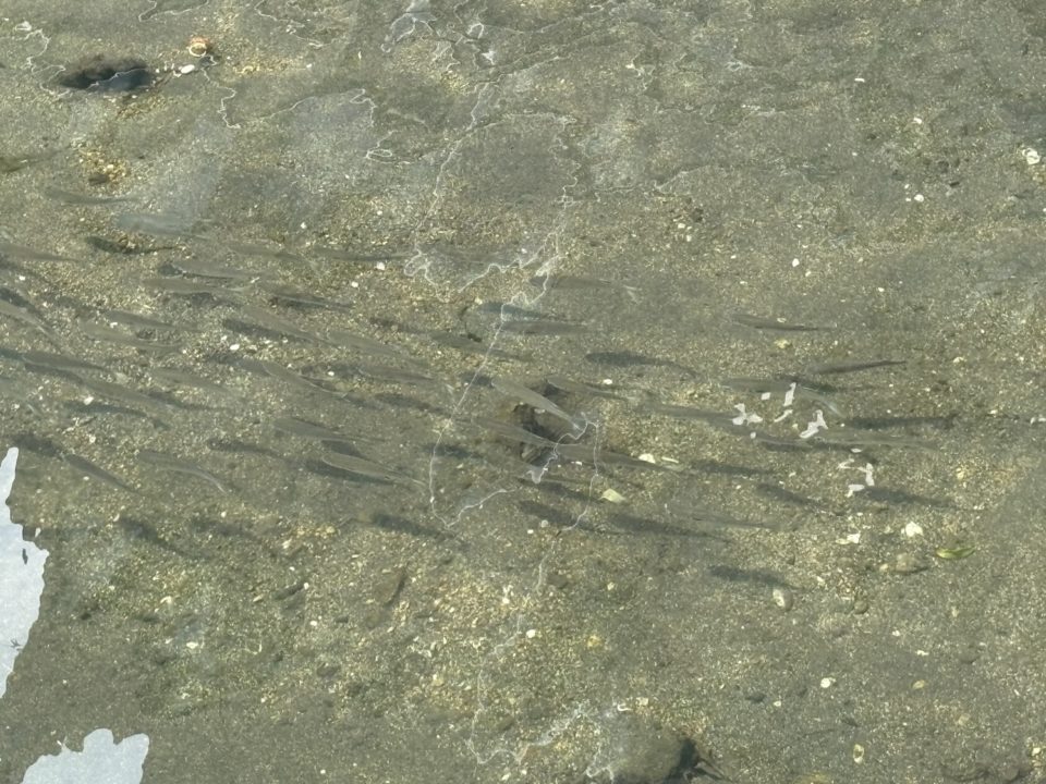 転勤族の暮らし 引越し旅行 初九州新幹線！福岡（博多）から鹿児島へ 仙台で荷物を出してから3日目