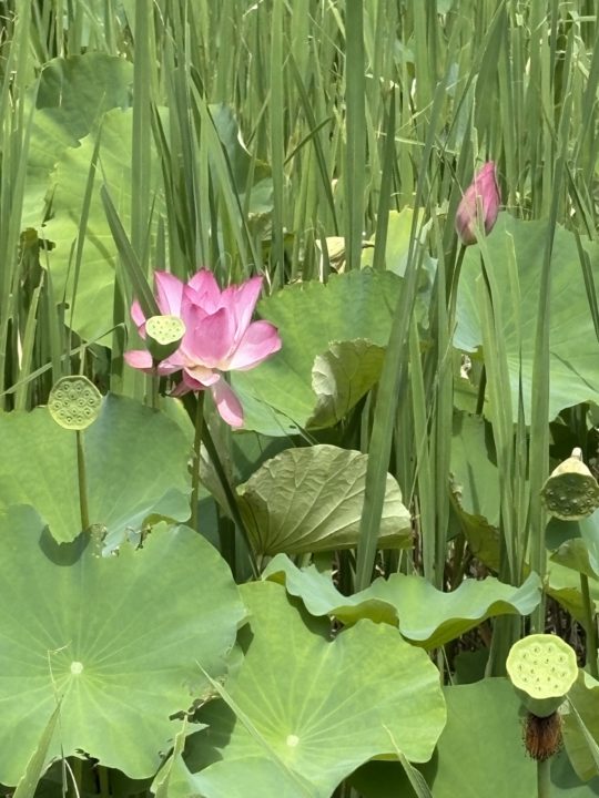 鹿児島（鶴丸）城跡 堀のハスの群生 西南戦争弾跡 イルミネーション おすすめ夜景 鹿児島城跡 鶴丸城跡