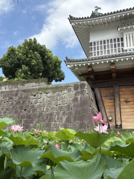 鹿児島（鶴丸）城跡 堀のハスの群生 西南戦争弾跡 イルミネーション おすすめ夜景 鹿児島城跡 鶴丸城跡