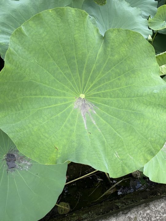 鹿児島（鶴丸）城跡 堀のハスの群生 西南戦争弾跡 イルミネーション おすすめ夜景 鹿児島城跡 鶴丸城跡
