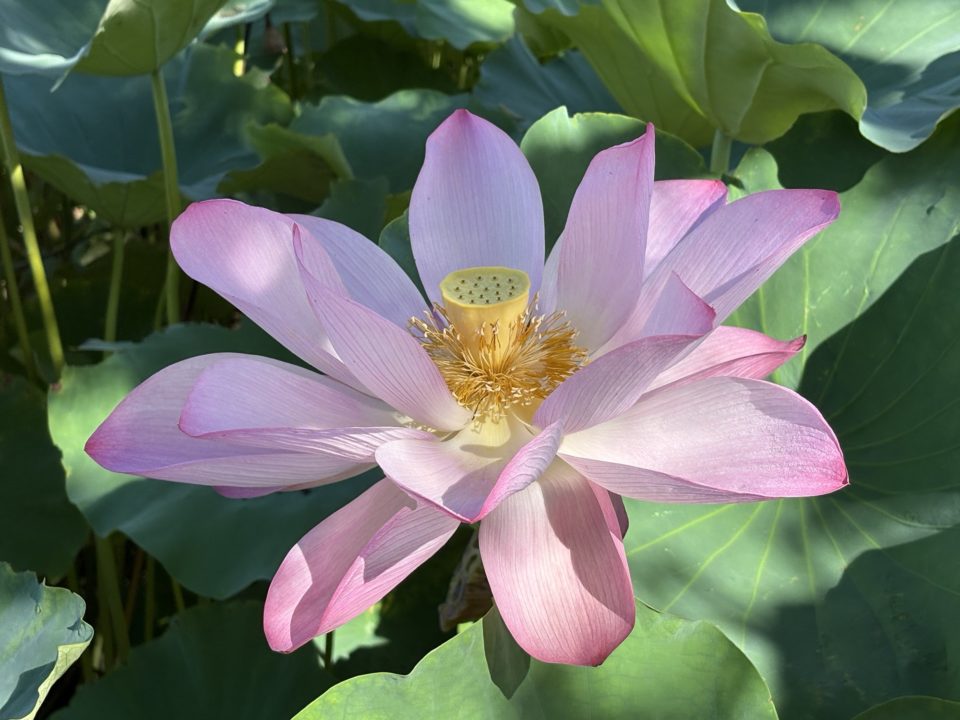 鹿児島（鶴丸）城跡 堀のハスの群生 西南戦争弾跡 イルミネーション おすすめ夜景 鹿児島城跡 鶴丸城跡