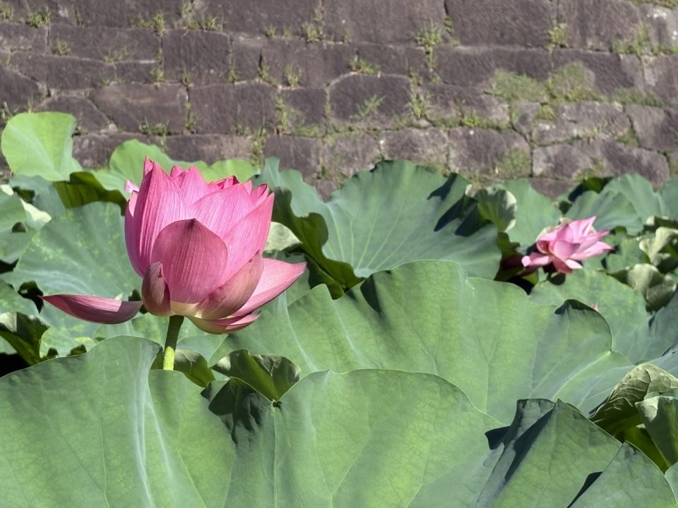 鹿児島（鶴丸）城跡 堀のハスの群生 西南戦争弾跡 イルミネーション おすすめ夜景 鹿児島城跡 鶴丸城跡