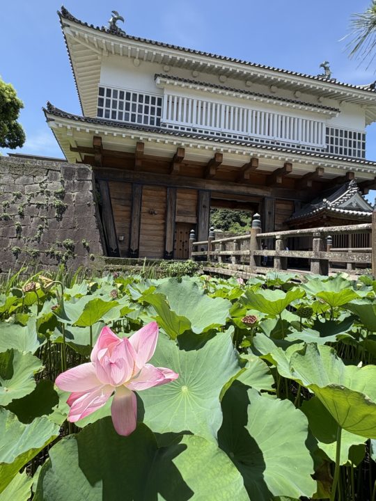 鹿児島（鶴丸）城跡 堀のハスの群生 西南戦争弾跡 イルミネーション おすすめ夜景 鹿児島城跡 鶴丸城跡