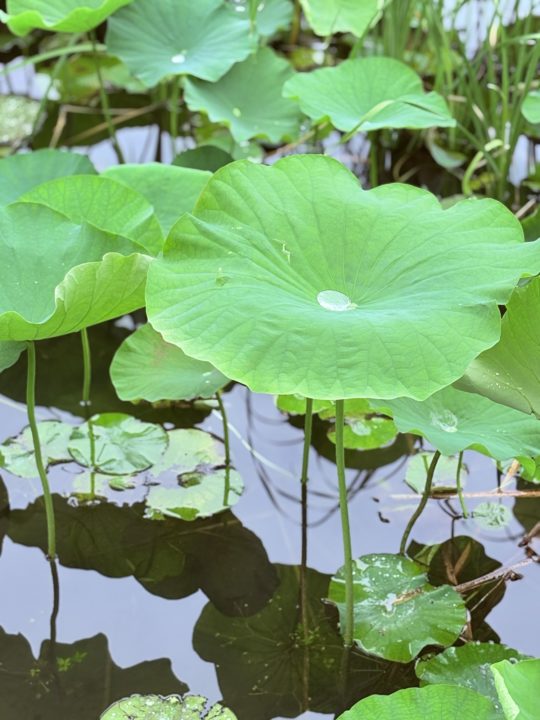 鹿児島（鶴丸）城跡 堀のハスの群生 西南戦争弾跡 イルミネーション おすすめ夜景 鹿児島城跡 鶴丸城跡